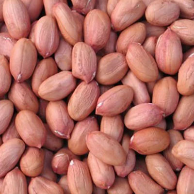 Java peanut exporter In Gujarat